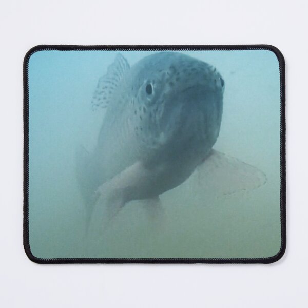 Item preview, Face of a Trout Underwater  designed and sold by CJRPics.