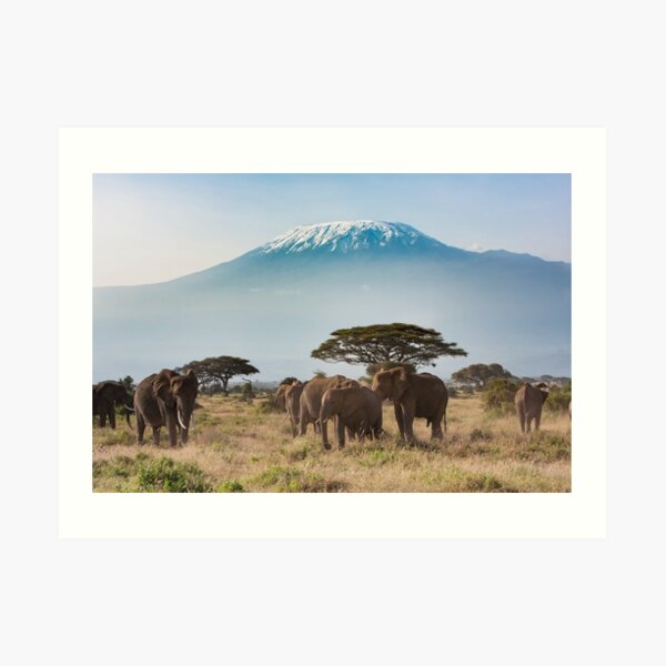 Elephants of Mt.Kilimanjaro cards and other designs Art Print