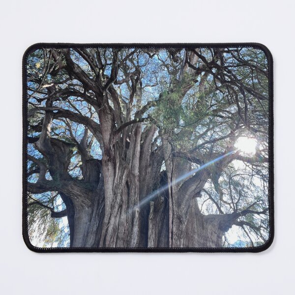 Item preview, El Tule Tree in Oaxaca designed and sold by ciaobella2u.