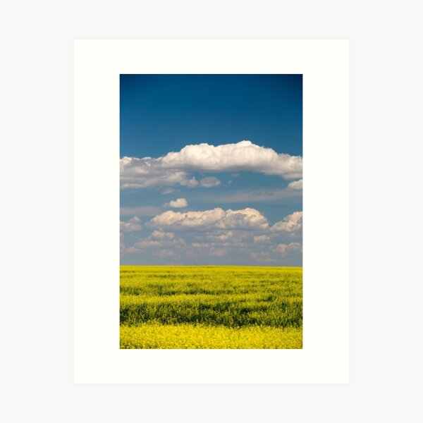 Item preview, Yellow Canola Field In Bloom Alberta Canada designed and sold by Kevin Miller Photography.