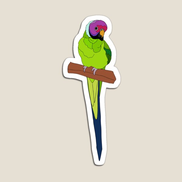 Plum-Headed Parakeet Magnet