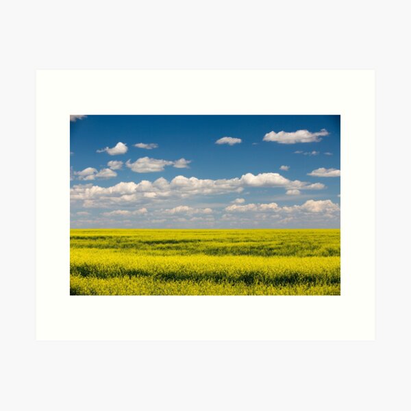 Item preview, Yellow Canola Field In Bloom Alberta Canada designed and sold by Kevin Miller Photography.