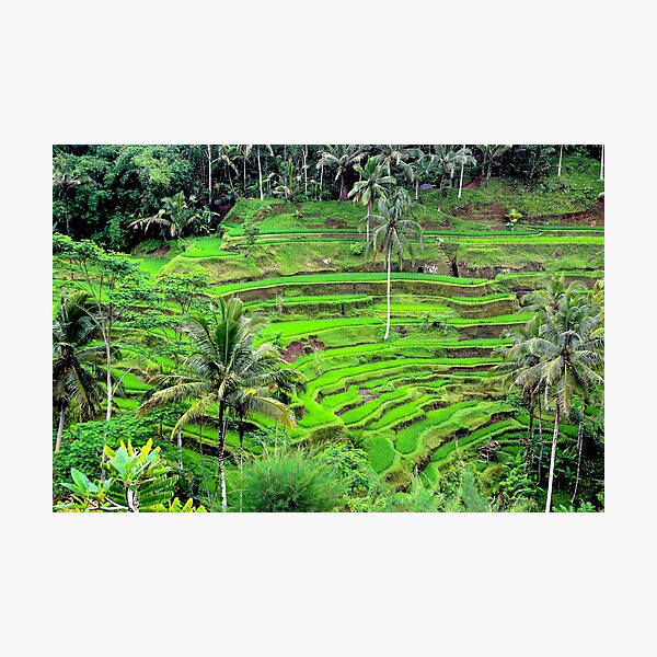 Aperçu de l'œuvre Terrasses verdoyantes de Bali créée et vendue par Aure50.
