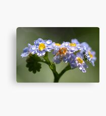Forget-Me-Not with Tears Canvas Print