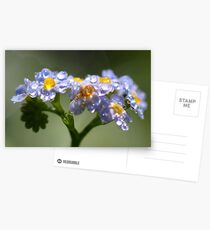 Forget-Me-Not with Tears Postcards