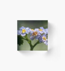 Forget-Me-Not with Tears Acrylic Block