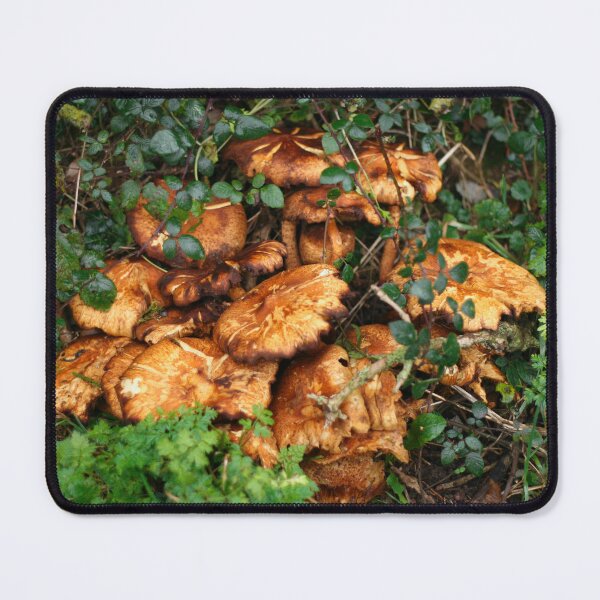 Item preview, Orange Mushrooms designed and sold by puntspics.