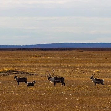 Artwork thumbnail, Caribou Generations by Ryan Stephens