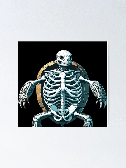 X-ray Tortoise Turtle Body Anatomy Radiography Skeleton