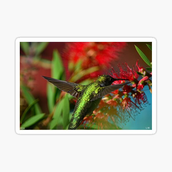 Item preview, Hummingbird And Bottlebrush designed and sold by LisaWootenPhoto.
