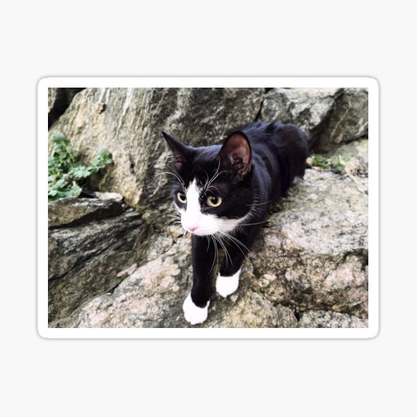 Wildcat Sticker