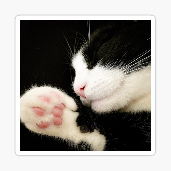 Resting in Softness – A Sleeping Tuxedo cat and his paw Sticker