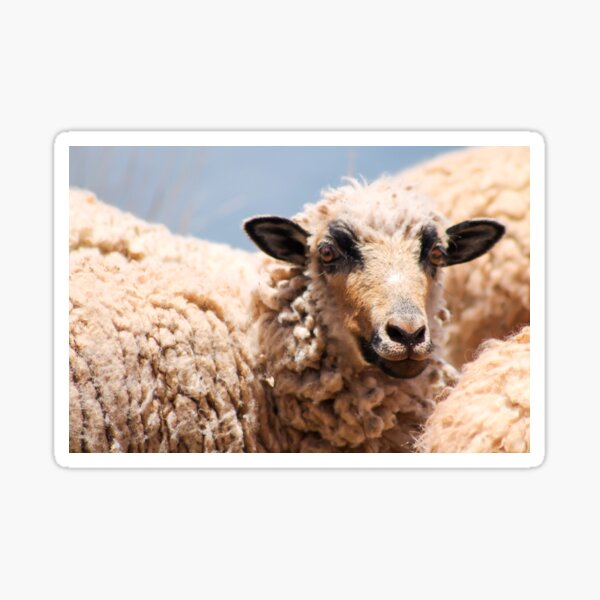 Peruvian sheep Sticker