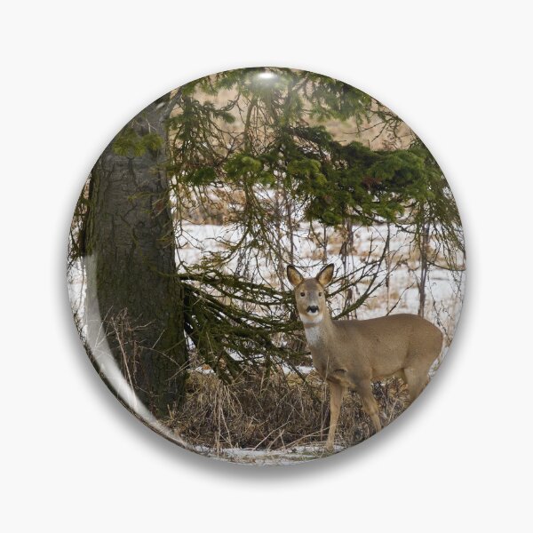 Item preview, Under the spruce. Roe deer designed and sold by Jouko Lehto Photography.