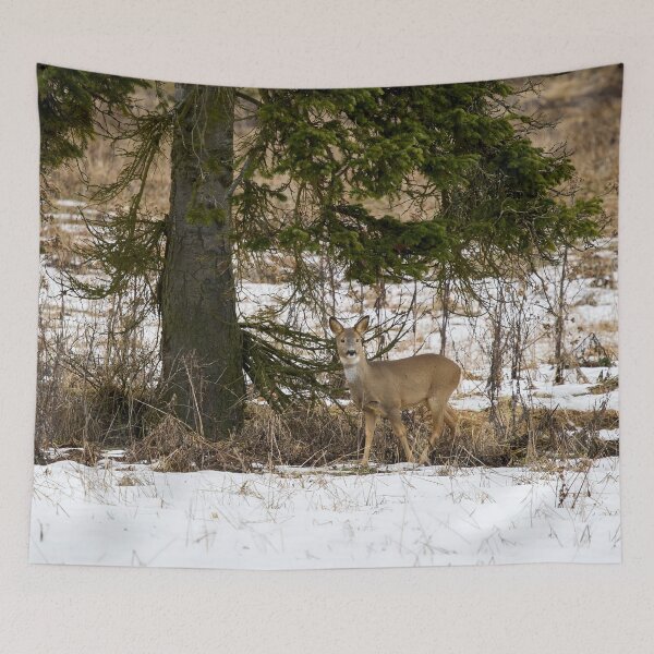 Item preview, Under the spruce. Roe deer designed and sold by Jouko Lehto Photography.