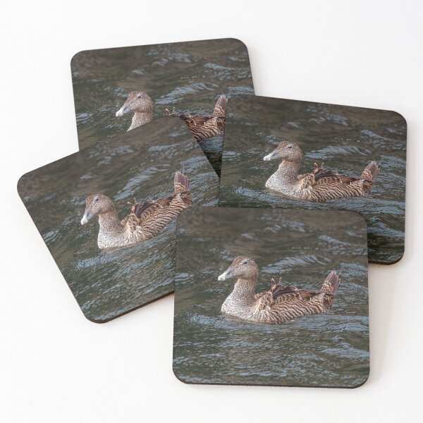 Item preview, Female Eider Duck designed and sold by Tom McPherson Photography.