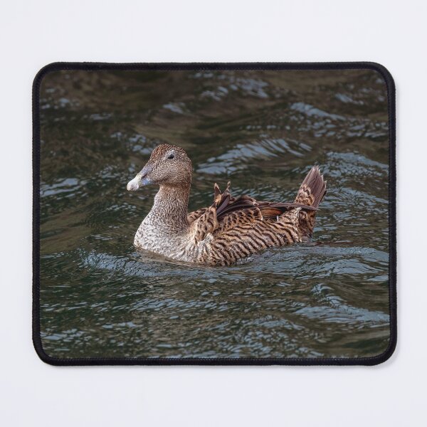 Item preview, Female Eider Duck designed and sold by Tom McPherson Photography.