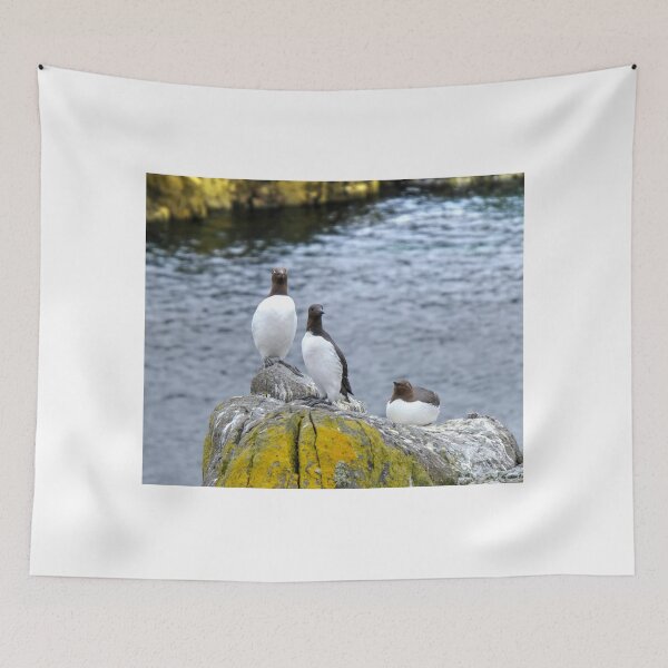 Item preview,  Bridled' Guillemots, Isle of May, Scotland designed and sold by AlbaPhotography.