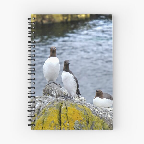 Item preview,  Bridled' Guillemots, Isle of May, Scotland designed and sold by AlbaPhotography.