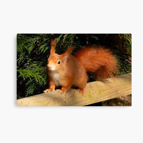 Item preview, Squirrel  designed and sold by JRFotography.