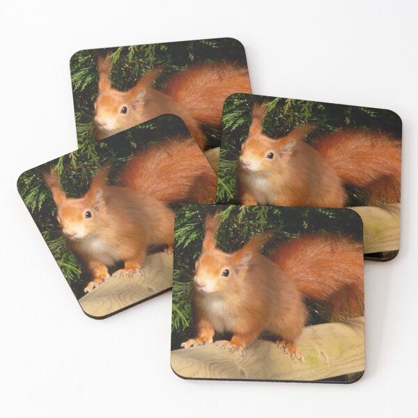 Item preview, Squirrel  designed and sold by JRFotography.