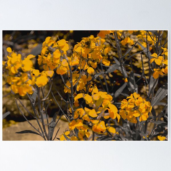 Item preview, Golden Phlox – Vibrant Summertime Blooms designed and sold by RediscoverdLens.