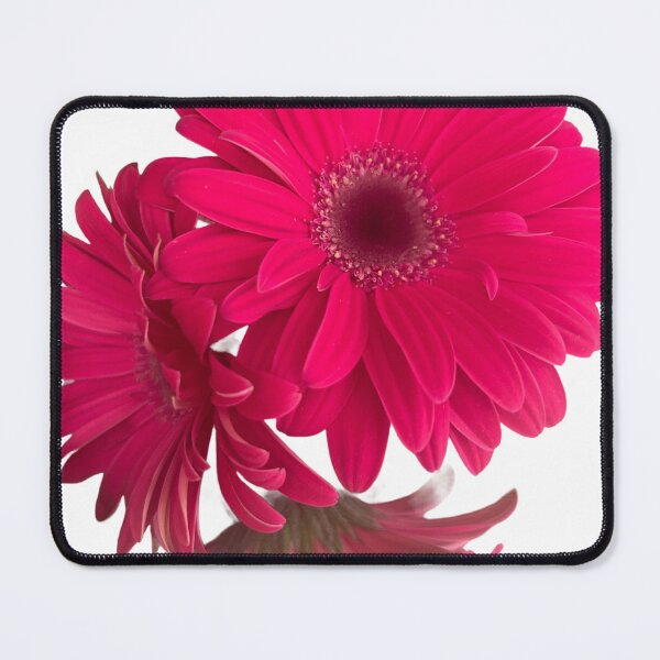 Item preview, Pink, daisy, flower, garden daisies  designed and sold by Lauracolleen3.
