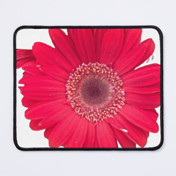 Item preview, Pink, daisy, flower, garden daisies designed and sold by Lauracolleen3.