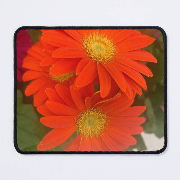 Item preview, Orange, daisy, flower, garden daisies  designed and sold by Lauracolleen3.