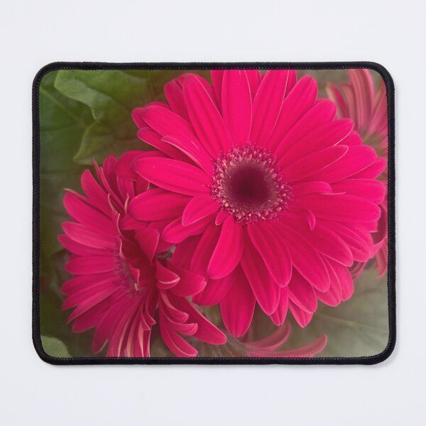 Item preview, Pink, daisy, flower, garden daisies  designed and sold by Lauracolleen3.