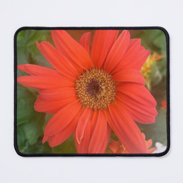 Item preview, Orange, daisy, flower, garden daisies designed and sold by Lauracolleen3.