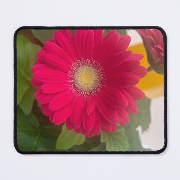Item preview, Pink, daisy, flower, garden daisies  designed and sold by Lauracolleen3.