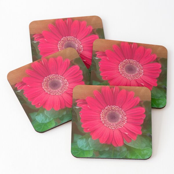 Item preview, Pink, daisy, flower, garden daisies  designed and sold by Lauracolleen3.