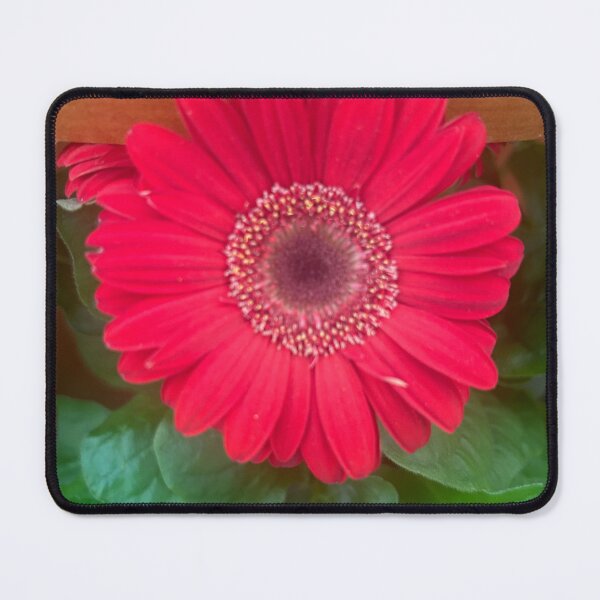 Item preview, Pink, daisy, flower, garden daisies designed and sold by Lauracolleen3.