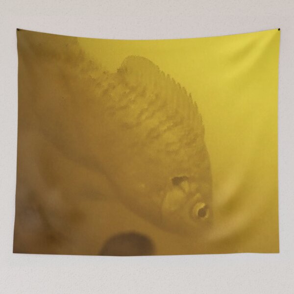 Item preview, Underwater Bluegill in Muddy Water  designed and sold by CJRPics.