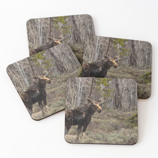 Item preview, Young Moose designed and sold by The Artful Finch.