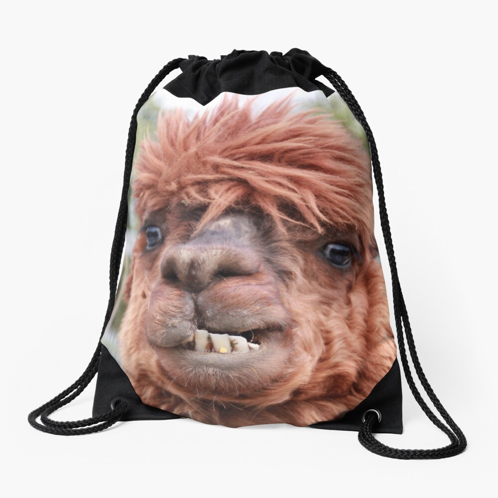 Alpaca grin funny