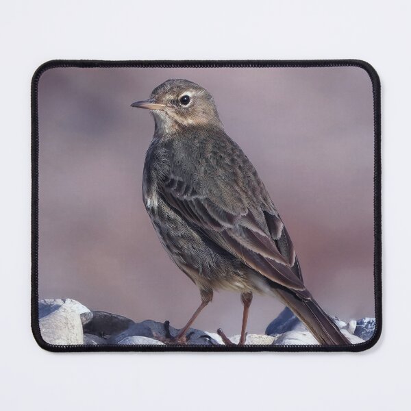 Item preview, Rock Pipit designed and sold by Tom McPherson Photography.