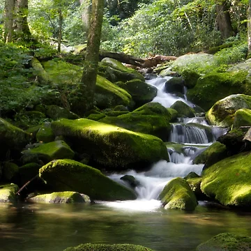 Artwork thumbnail, Babbling Stream by Ryan Stephens