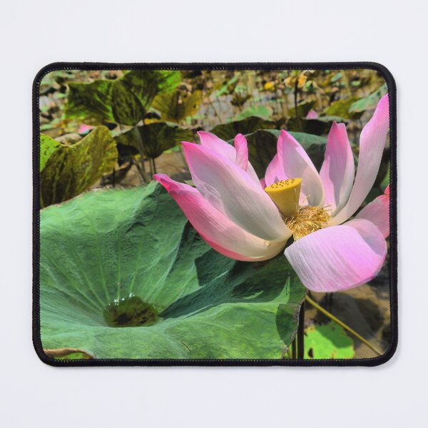 Item preview, Lotos Pink designed and sold by Larry Davis.