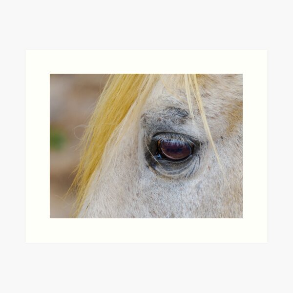 Item preview, Equine Eye designed and sold by Ralph Goldsmith.
