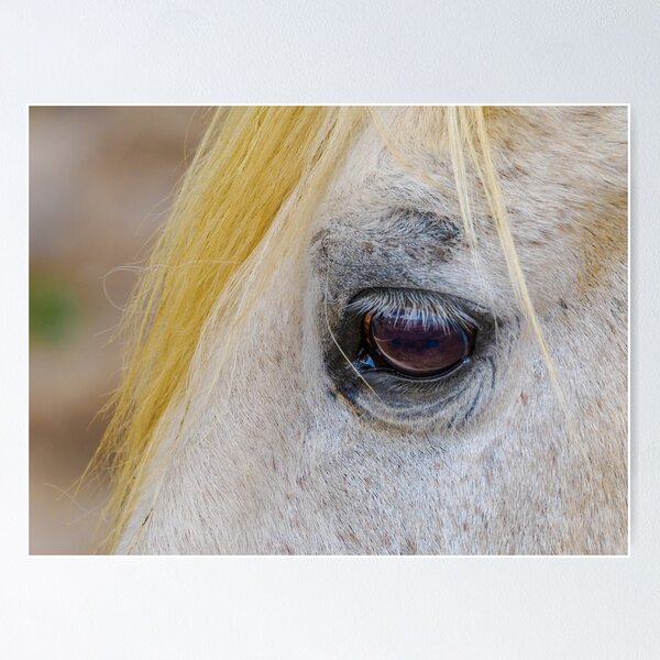 Item preview, Equine Eye designed and sold by Ralph Goldsmith.