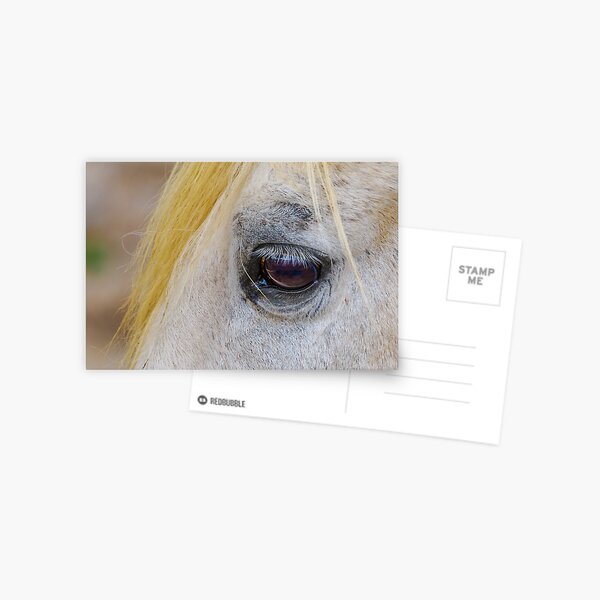Item preview, Equine Eye designed and sold by Ralph Goldsmith.
