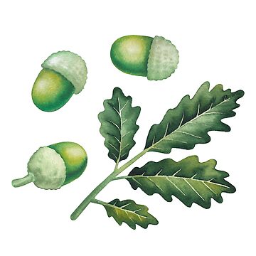 Artwork thumbnail, Watercolor Oak Leaves and Acorns by Ekaterina Glazkova