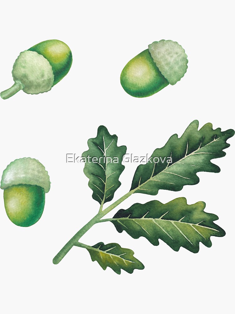 Thumbnail 3 of 3, Sticker, Watercolor Oak Leaves and Acorns designed and sold by Glazkova.