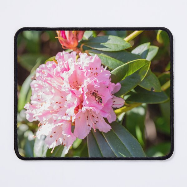 Item preview, Honey Bee On Pink Rhododendron designed and sold by Tanya C Smith.