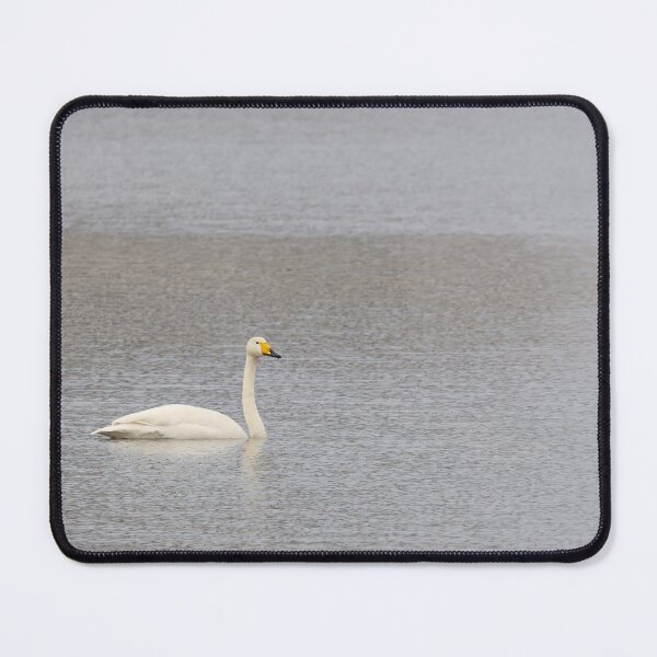 Item preview, First of the spring. Whooper swan designed and sold by Jouko Lehto Photography.