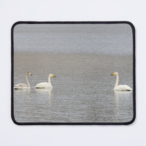 Item preview, Old family. Whooper swan designed and sold by Jouko Lehto Photography.