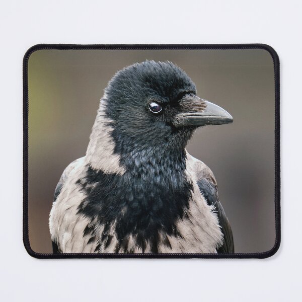 Item preview, Hooded Crow designed and sold by Tom McPherson Photography.