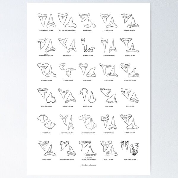 Item preview, SHARK TEETH names x30 designed and sold by BEATRIZ ABAITUA.